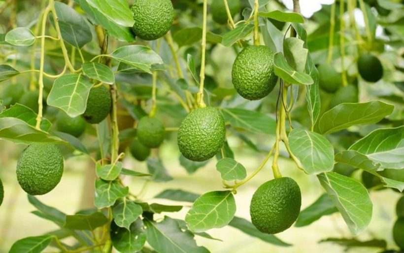 Loại quả được báo Tây vinh danh "tốt nhất thế giới", ở Việt Nam hễ ra chợ là thấy, giá cả hợp lý - 1