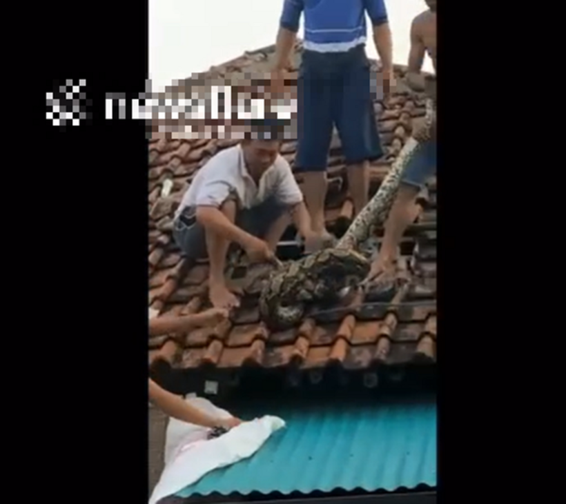 Hình ảnh người dân khống chế con trăn