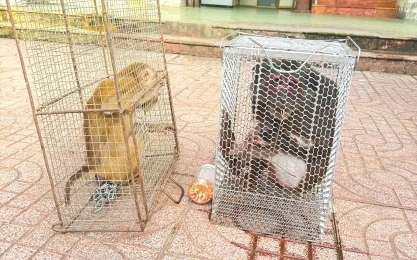 Hai con động vật hoang dã gồm khỉ mặt đỏ và khỉ đuôi lợn được người dân xã Vĩnh Tường, tỉnh Nghệ An giao nộp cho chính quyền địa phương. Ảnh: Xã Vĩnh Tường