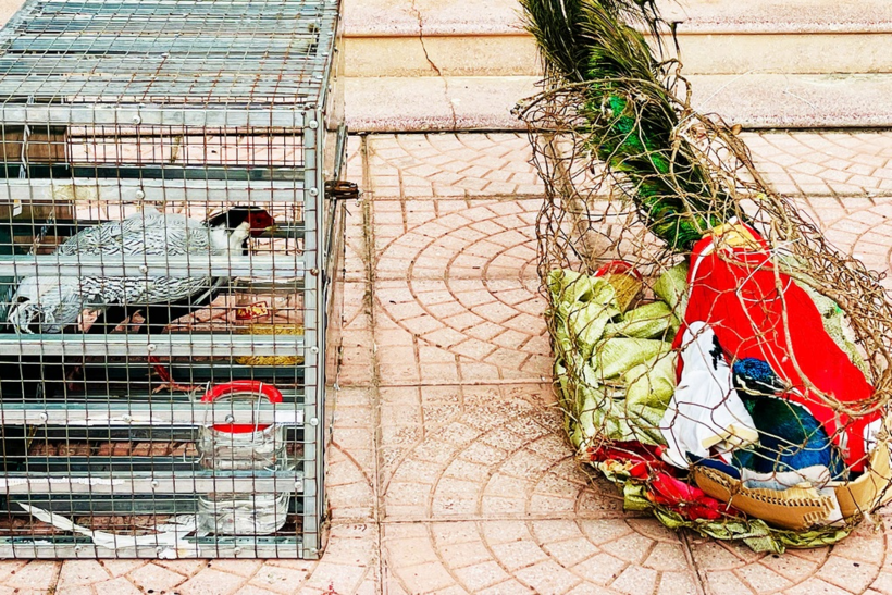 Cá thể gà lôi trắng và công xanh được người dân giao nộp cho UBND xã Nghĩa Hành (Ảnh: Nguyễn Ngọc).