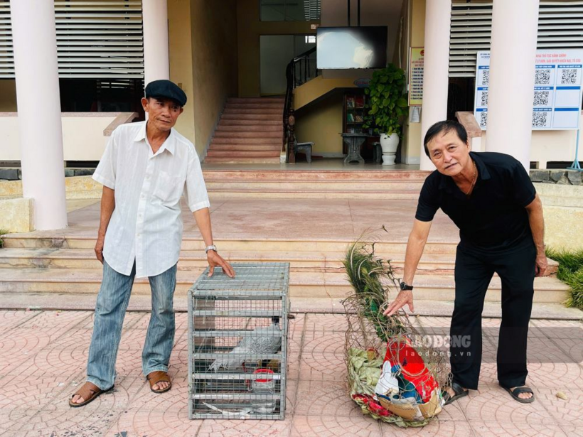 Hai cá thể gồm một con công xanh và một con gà lôi trắng được người dân xã Nghĩa Hành tự nguyện giao nộp cho cơ quan chức năng. Ảnh: Đông Giang.