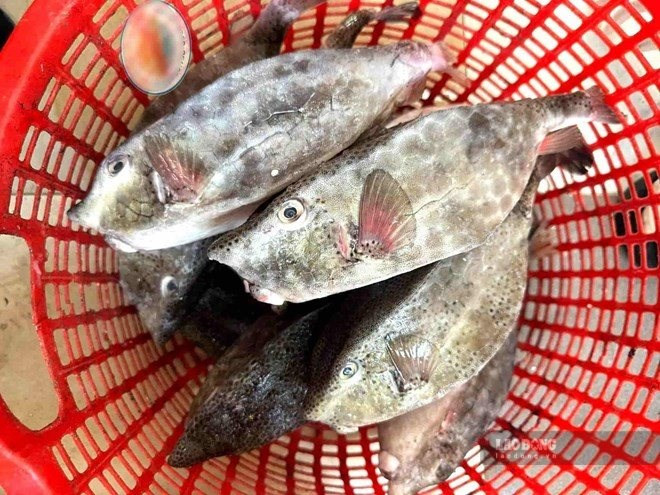 Chủ bè nổi bán cá bò hòm 2,9 triệu đồng/kg bị cơ quan chức năng phạt hơn 20 triệu đồng. Ảnh: Hữu Long.