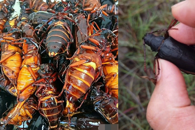 Sơn thủy ngưu được xem là một trong những loài côn trùng có giá trị kinh tế cao tại Trung Quốc, giá trị kinh tế cao. Ảnh: QQ
