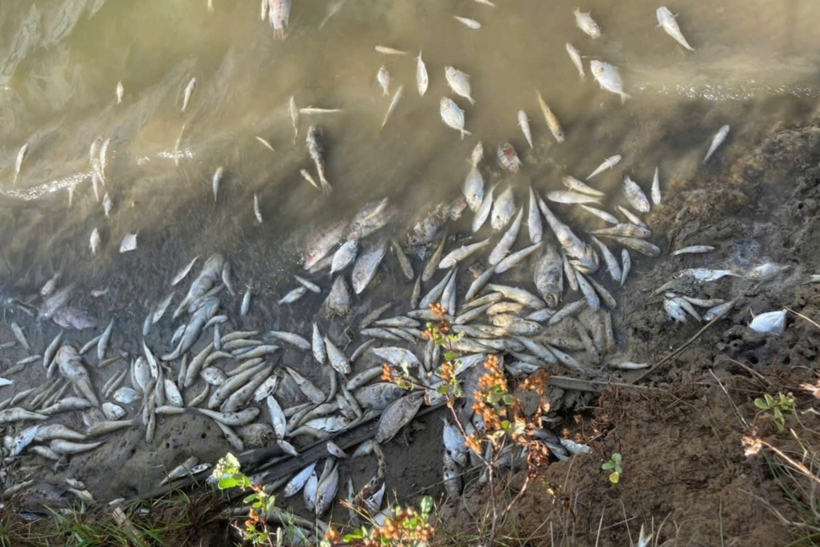 Cá chết bất thường trên sông Hiếu, đoạn chảy qua xã Cửa Việt, tỉnh Quảng Trị (Ảnh: Chính quyền địa phương cung cấp)./ Theo Dân trí.