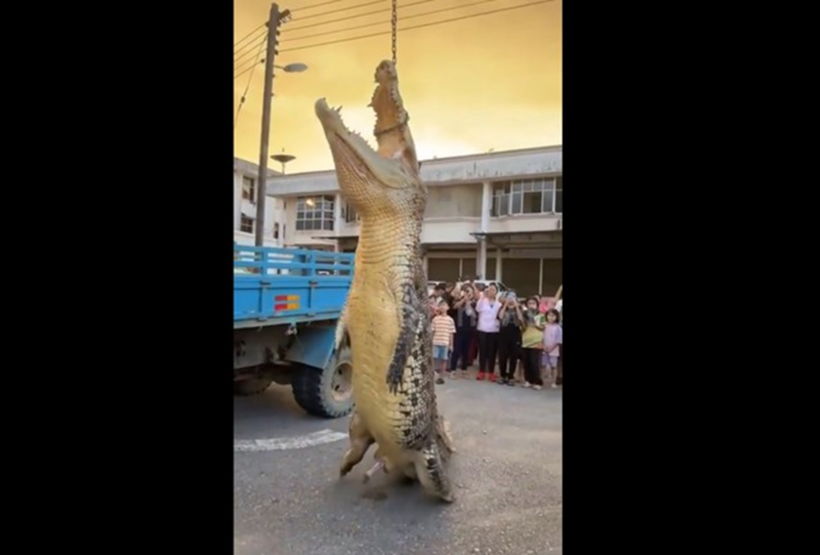 Con cá sấu bị bắt