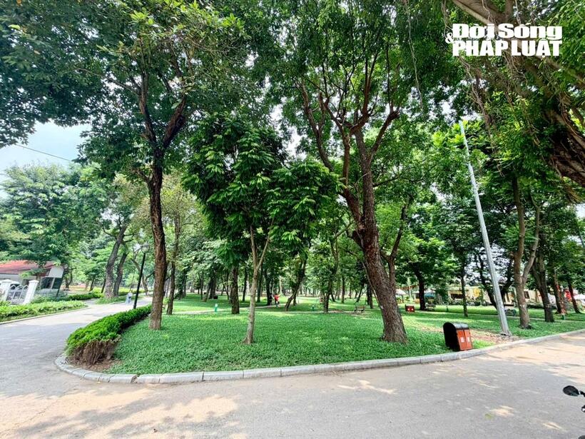 Hàng cây xanh trong Công viên Thống Nhất, khu vực tiếp giáp dự án cải tạo.