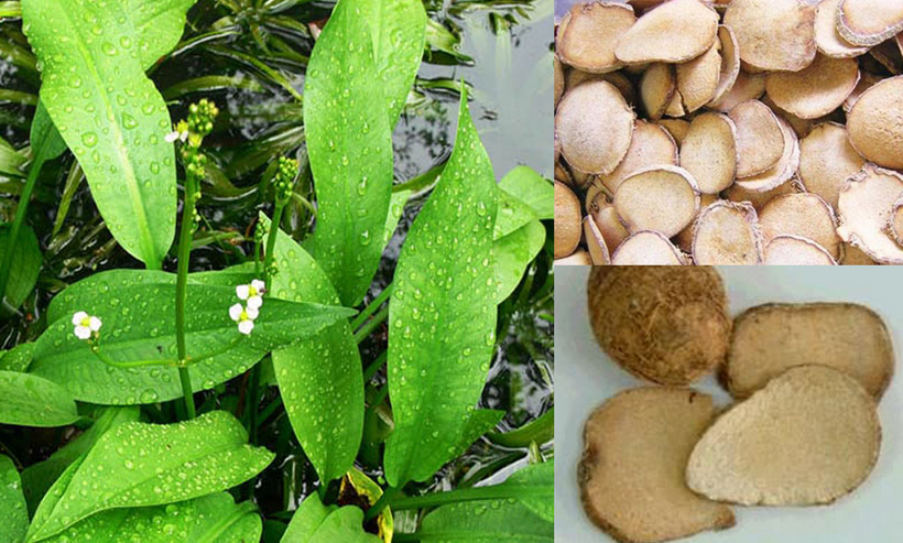 Sản phẩm có thành phần chính trạch tả giúp hỗ trợ phòng ngừa bệnh gút ở người trẻ