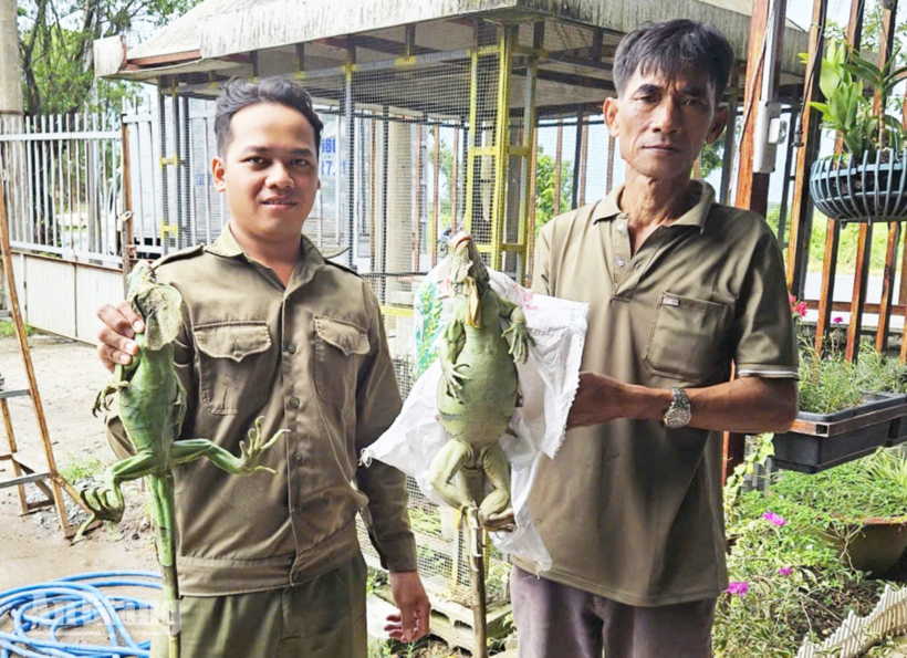 Ông Nguyễn Anh Hùng (bên phải) giao nộp hai cá thể rồng Nam Mỹ cho Công an xã Châu Thành. (Ảnh: Báo An Giang)
