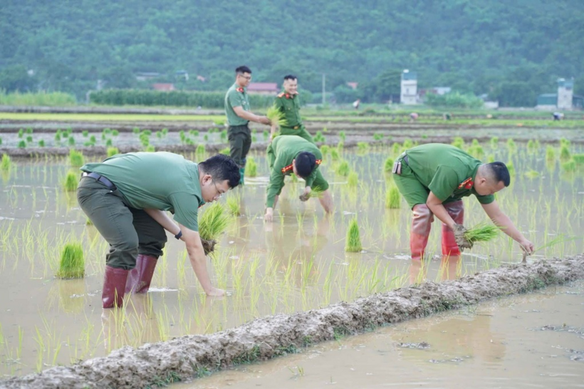 Cán bộ, chiến sĩ Công an xã Mai Hạ lội ruộng cấy lúa giúp người dân. (Ảnh: Công an Phú Thọ)