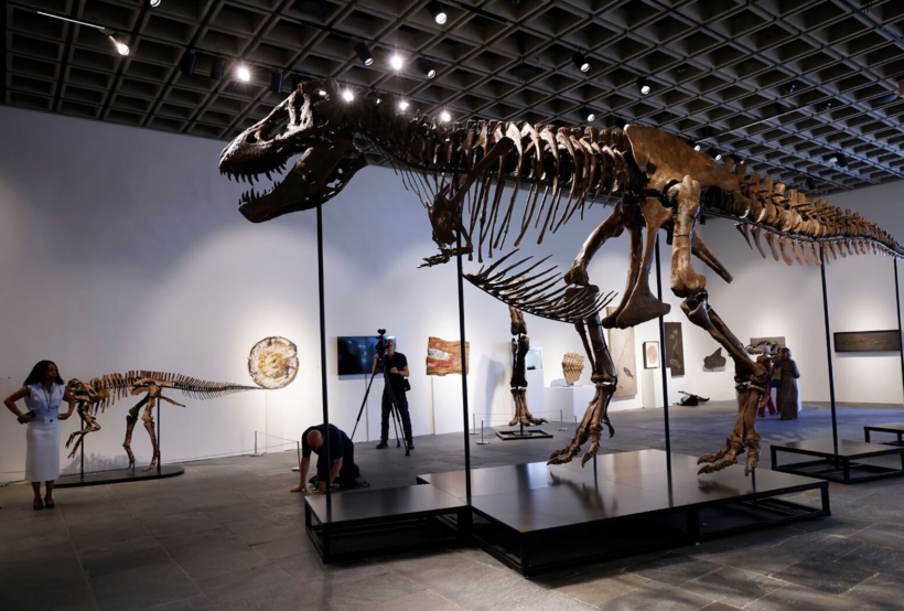 Hóa thạch bộ xương khủng long bạo chúa T-rex trưng bày tại nhà đấu giá Sotheby's. Ảnh: John Angelillo/UPI
