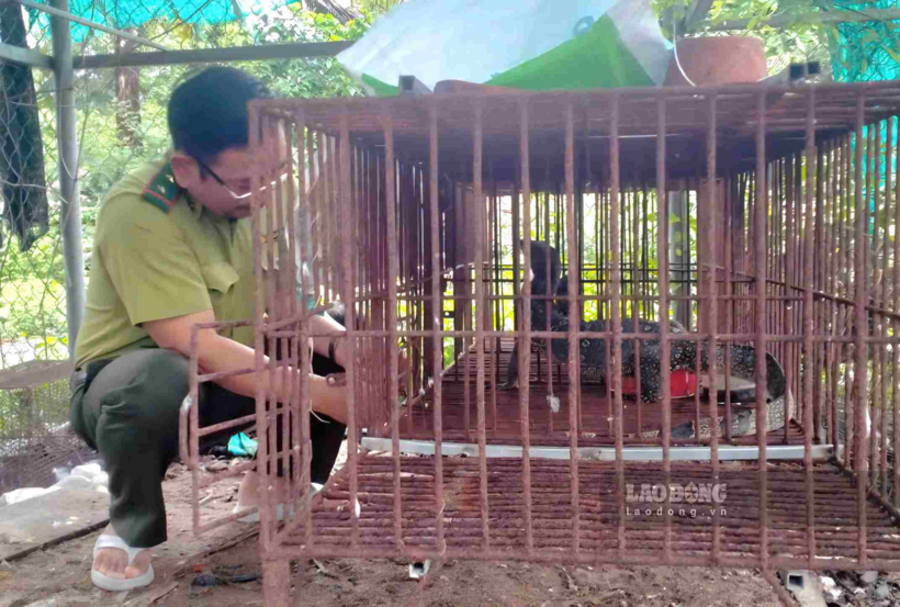 Cá thể kỳ đà hoa đang được lực lượng kiểm lâm tiếp nhận chăm sóc. Ảnh: Nguyễn Giang/Lao động