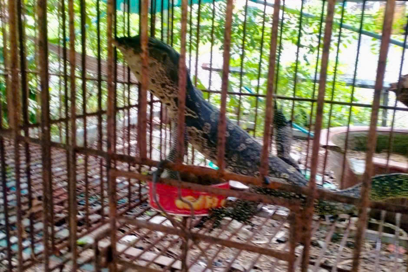 Kỳ đà hoa. Ảnh: Báo Lâm Đồng
