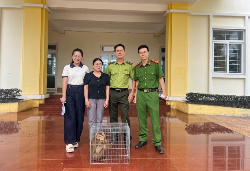Công an phường Nam Gia Nghĩa bàn giao cá thể khỉ cho lực lượng chức năng để thả về môi trường tự nhiên. (Ảnh: Công an tỉnh Lâm Đồng)