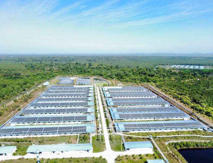 Hệ thống điện mặt trời áp mái tại khu trang trại của C.P. Việt Nam, góp phần tăng cường sử dụng năng lượng tái tạo trong hoạt động sản xuất