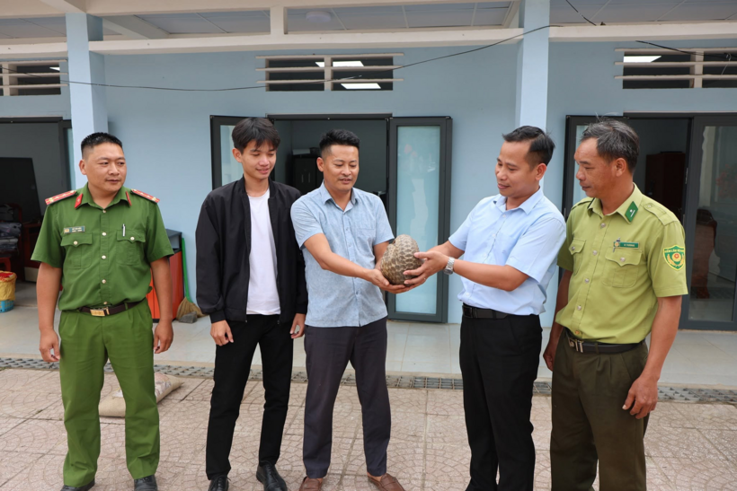 Các đơn vị chức năng tiếp nhận cá thể tê tê quý hiếm. Ảnh: UBND xã Đam Rông 1/Báo Lâm Đồng