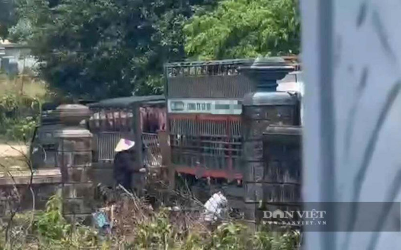 Lực lượng chức năng tỉnh Quảng Trị đã mật phục, ghi nhận hành vi vận chuyển, tiêu thụ lợn bị bệnh dịch tả lợn Châu Phi của các đối tượng trong vụ án. Ảnh: Dân Việt