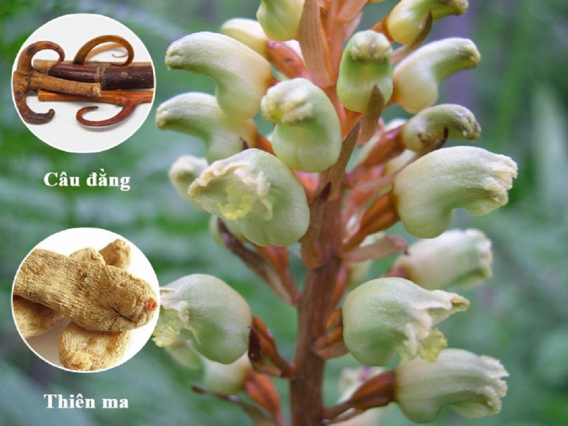Thiên ma - Câu đằng là bộ đôi thảo dược vàng trong cải thiện chứng run tay chân