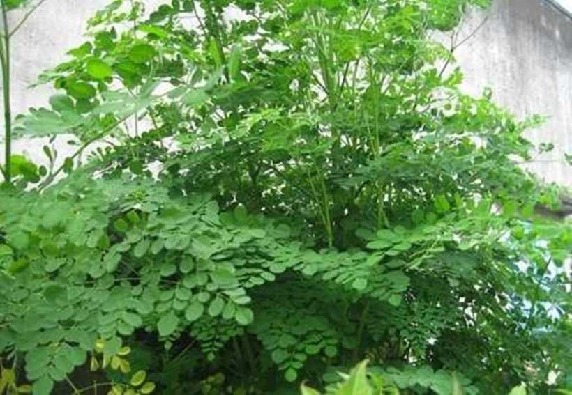 Cây chùm ngây. Ảnh: Bích Nhung/Lao động