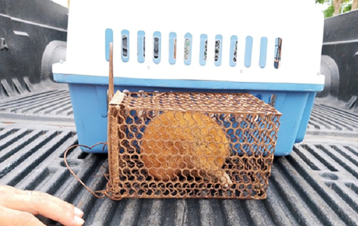 Cứu hộ cá thể culi nhỏ nặng khoảng 0,3kg với tình trạng sức khỏe yếu. (Ảnh: Vườn Quốc gia Phong Nha - Kẻ Bàng )
