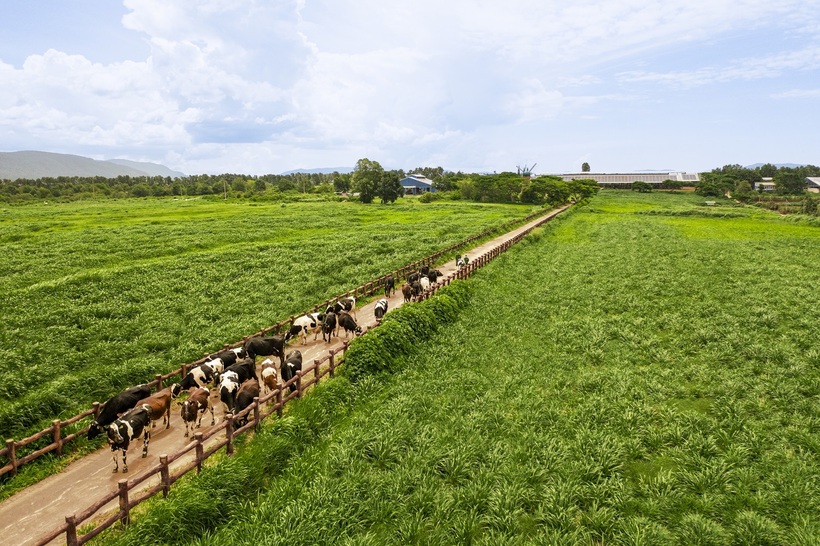 Đặt nền móng cho ngành chăn nuôi bò sữa Việt Nam, Vinamilk hiện sở hữu hệ thống 15 trang trại đạt chuẩn Global S.L.P với năng lực cung ứng khoảng 1,1 triệu lít sữa tươi/ngày.