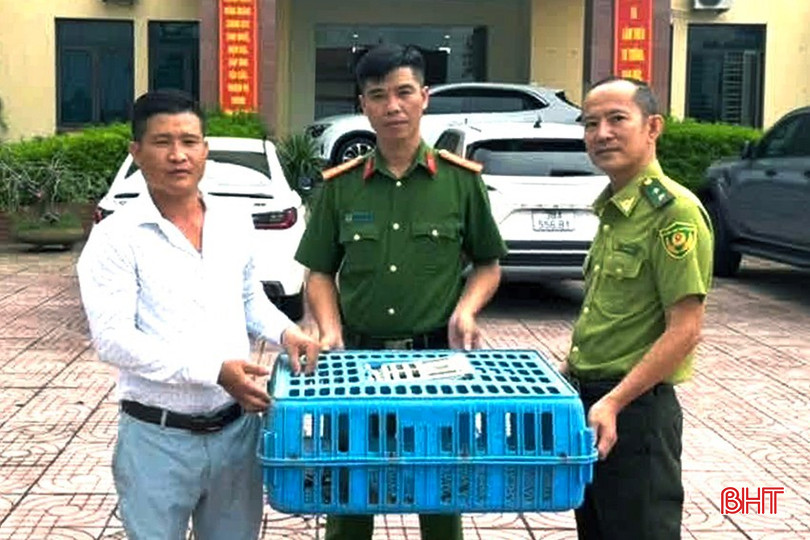 Công dân Lê Hải Quân tự nguyện giao nộp cá thể kỳ tôm cho lực lượng chức năng. Ảnh: Báo Hà Tĩnh.