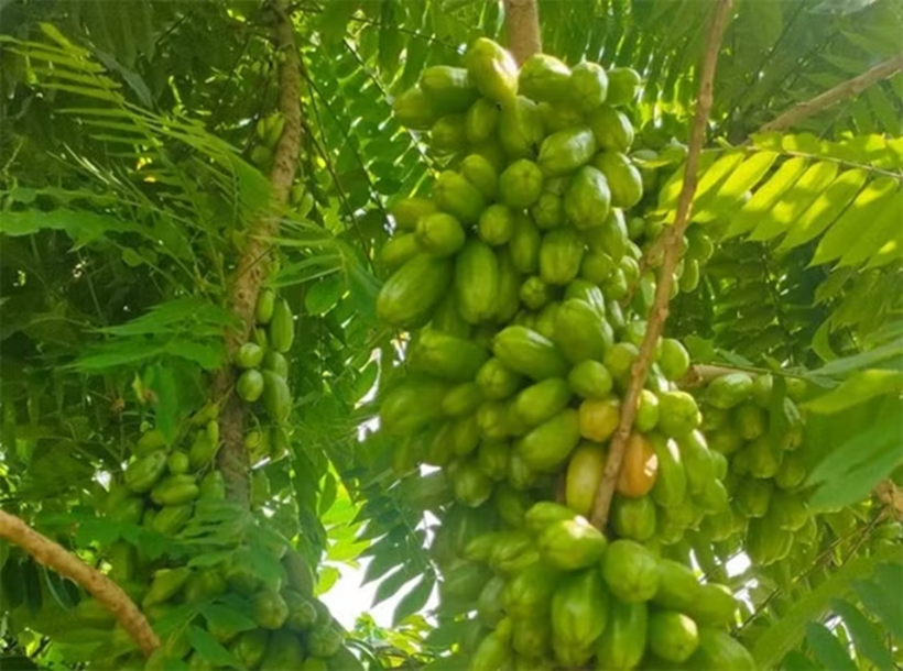Quả khế tàu rất chua. Ảnh: Tri thức & Cuộc sống