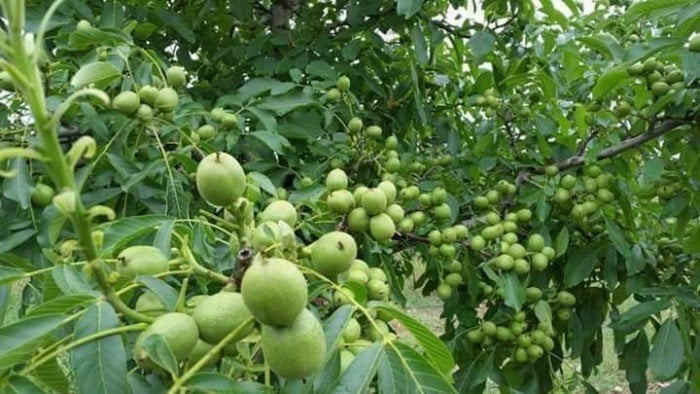 Hạt óc chó (tên khoa học là Juglans regia, thuộc họ Hồ đào) từ lâu đã nổi tiếng là một loại thực phẩm vô cùng giàu dinh dưỡng. Ảnh minh họa: Ngôi sao