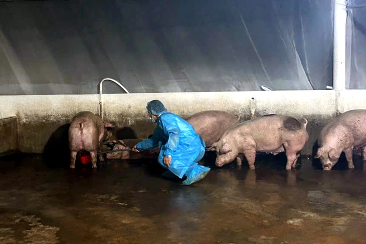 Lực lượng chức năng Đồng Nai lấy mẫu xét nghiệm chất cấm tại một cơ sở chăn nuôi heo trên địa bàn. Ảnh: A.B/Tuổi trẻ