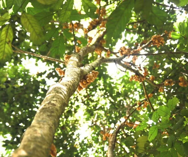 Mùa thu hoạch bòn bon thường bắt đầu từ tháng 6 và kéo dài đến tháng 9 hằng năm, tùy thuộc vào điều kiện thời tiết của từng vùng trồng. Ảnh: Tri thức & Cuộc sống