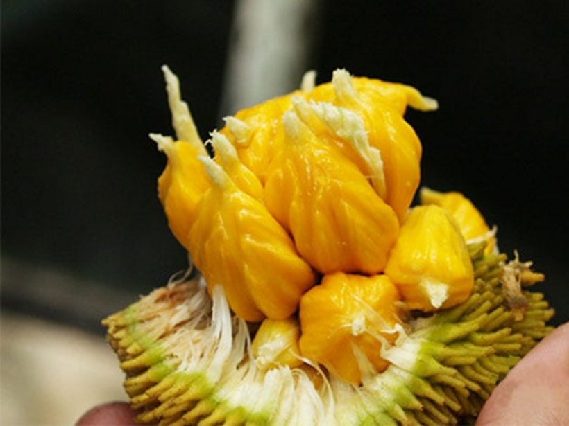 Mỗi quả mít nài chỉ dao động từ 0,7 đến 1 kg. Ảnh: Thời báo Văn học Nghệ thuật