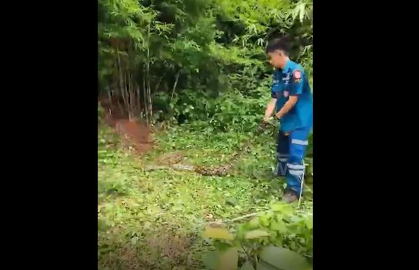 Con trăn khổng lồ bị bắt. Ảnh cắt từ clip.
