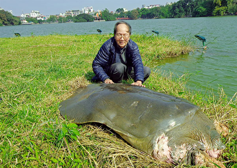 PGS.TS Hà Đình Đức chụp ảnh cùng rùa Hoàn Kiếm. Ảnh: Vietnamnet