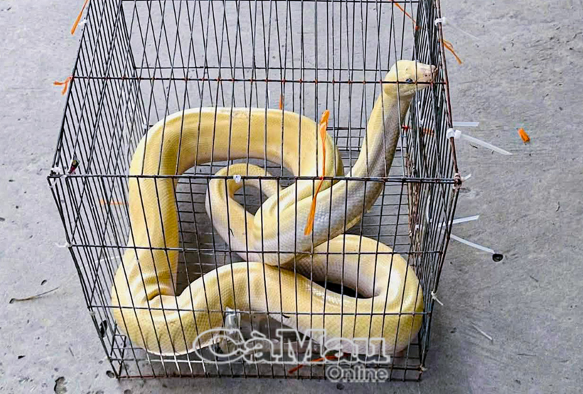 Cá thể trăn gấm bạch tạng thuộc danh mục động vật rừng nguy cấp, quý, hiếm. Ảnh: Báo Cà Mau