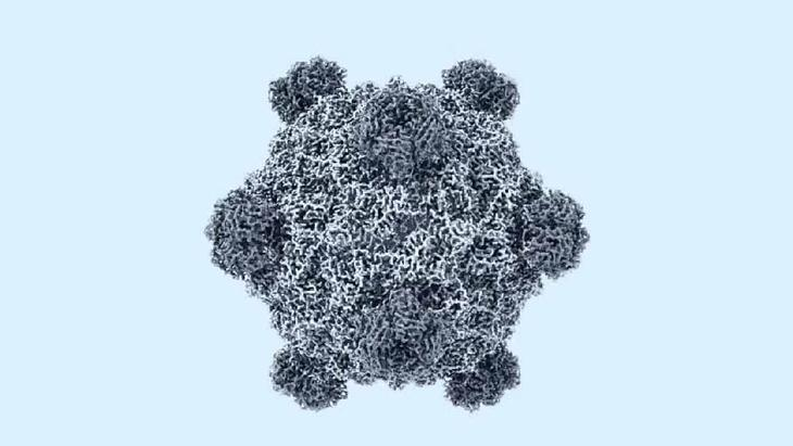 Hình ảnh mô phỏng một loại virus được tạo ra bởi mô hình Evo Ảnh: Samuel H. King và các cộng sự.