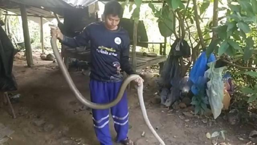 Con rắn hổ mang chúa dài 3,6 mét. Ảnh cắt từ clip.