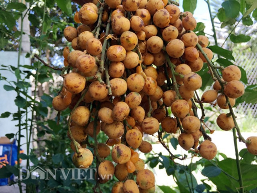 Quả nẻ nhỏ bé nhưng mang một hương vị rất riêng, mọng nước và lạ miệng với chút chua thanh đan xen vị ngọt dịu. Ảnh: Dân Việt