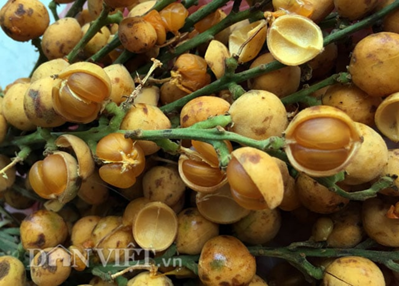Mùa nẻ chín rộ thường kéo dài từ khoảng tháng 7 đến tháng 9 âm lịch, trùng với thời điểm nhiều khu vực miền núi Quảng Ngãi bước vào mùa mưa. Ảnh: Dân Việt
