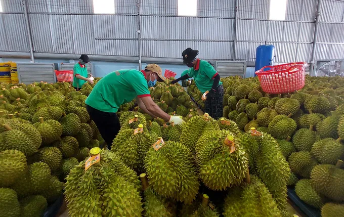 Thu gom sầu riêng, chuẩn bị sơ chế, đóng gói xuất khẩu. Ảnh minh họa/Báo Đồng Tháp
