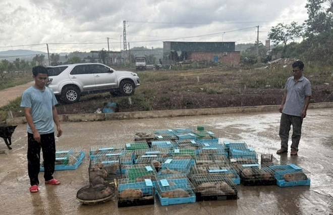 Ông Phan Minh Anh (bìa phải ảnh) bị khởi tố sau khi vận chuyển 105 cá thể dúi không rõ nguồn gốc. Ảnh: Công an tỉnh Quảng Trị