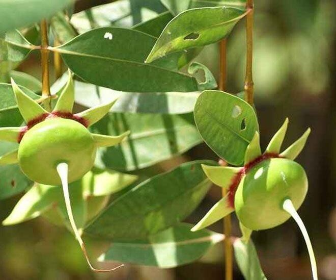 Cây bần thường sinh trưởng thành từng hàng dọc theo các bãi bùn, cửa sông, cù lao hay những vùng đất ngập nước chịu ảnh hưởng của thủy triều. Ảnh: Kiến thức