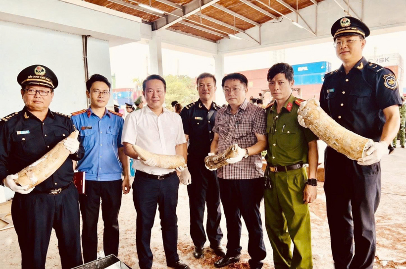 Hải quan triệt phá vụ buôn lậu ngà voi lớn tại miền Trung, thu giữ hơn 1,2 tấn tang vật. Ảnh: Cục HQ/ Theo VietNamNet.