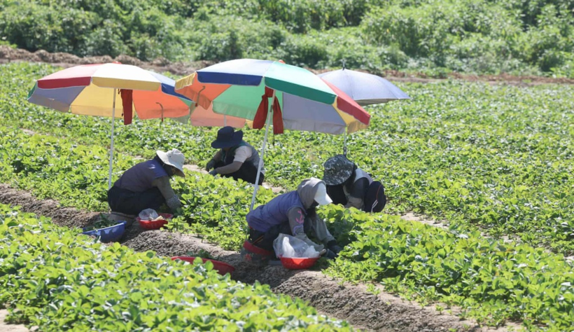 Nông dân Hàn Quốc thu hoạch dâu tây dưới những chiếc ô trên cánh đồng ở Miryang (Ảnh: YONHAP/EPA).