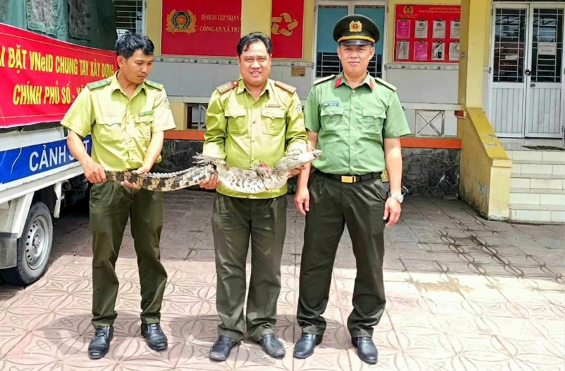 Công an xã Trường Xuân bàn giao cá thể cá sấu do người dân giao nộp cho Chi cục phát triển nông thôn và kiểm lâm Cần Thơ. Ảnh: Công an TP.Cần Thơ
