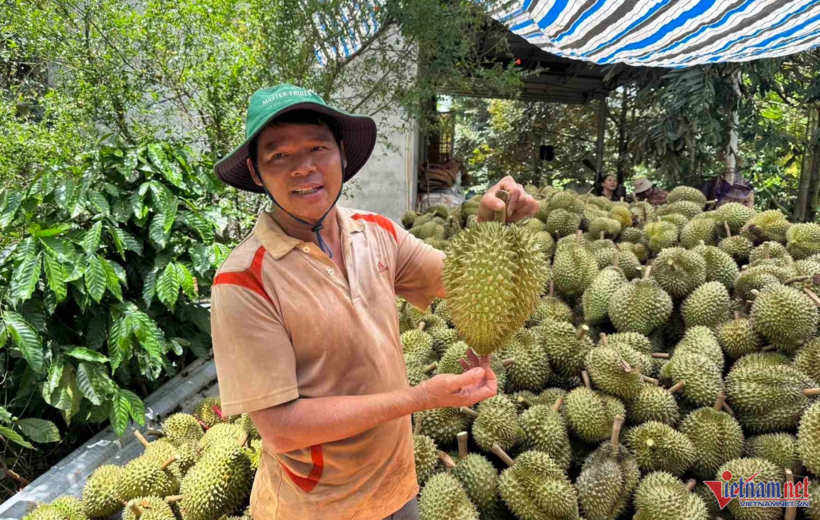 Việt Nam đang trong cao điểm thu hoạch sầu riêng. Ảnh: Hải Dương/Vietnamnet
