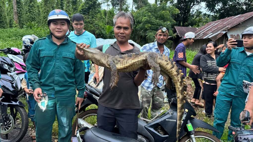 Lực lượng chức năng vừa phát hiện và bắt được con cá sấu nặng hơn 10kg tại khu vực suối Cầu Cây Xanh, TP Đồng Nai. Ảnh: VnExpress