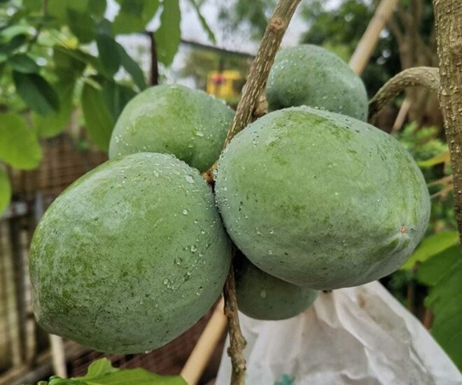 Quả bánh kem có nhiều đặc tính khá đặc biệt, nhất là ở quá trình già và chín. Ảnh: Thời báo Văn học Nghệ thuật