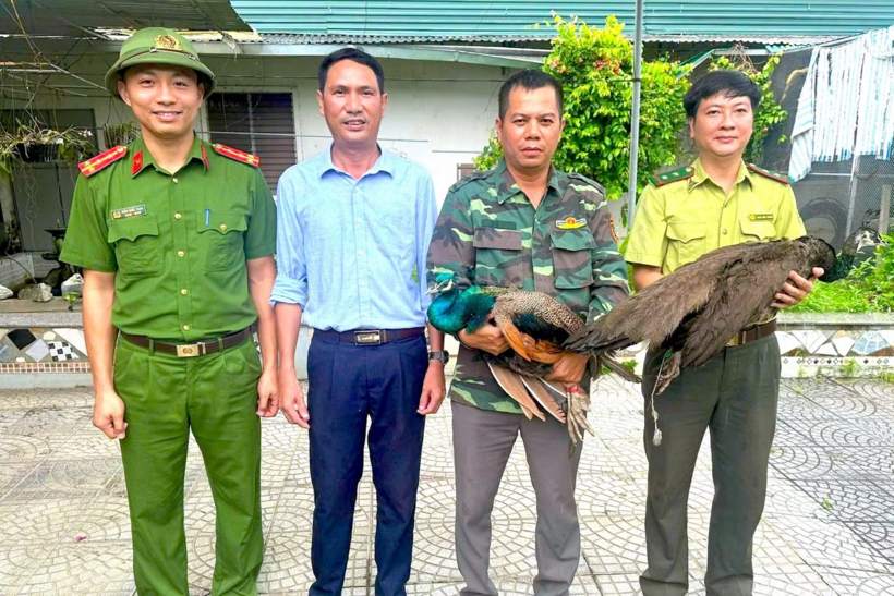 2 chim công được ông Thuyết phát hiện trên đường đi làm. Ảnh: Tiền Phong