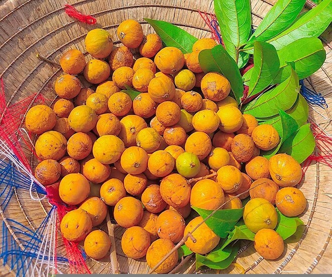 Sấu chín là thức quà đặc trưng của mùa thu Hà Nội, hấp dẫn bởi vị chua dịu xen ngọt thanh, giòn thơm khó quên. Ảnh: Phụ nữ & Pháp luật