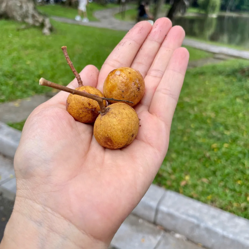 Sấu chín còn có thể chế biến thành nhiều thức ngon khác như ô mai sấu sên gừng, mứt sấu, sấu rim, hay ngâm mật ong. Ảnh: VTV Online