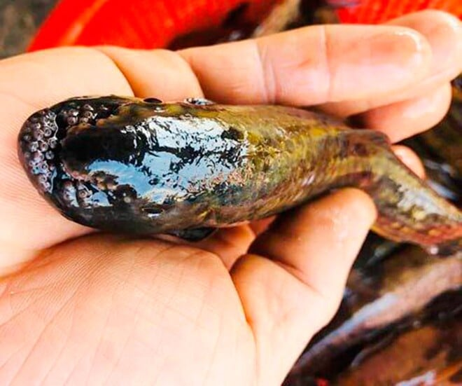 Cá bống đá thường sống ở những đoạn suối có nước chảy mạnh, nhiều đá và bám rong rêu để kiếm ăn. Ảnh: Phụ nữ & Pháp luật
